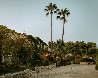 Palmen und Bäume im Abendlicht