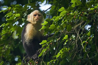 Ein Affe im Regenwald