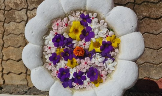 Blumen in einer Schale
