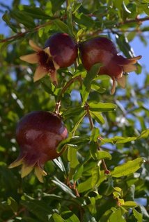 Granatäpfel