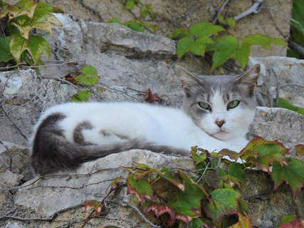 Einheimische Bewohner der Finca Son Mola Vell auf Mallorca