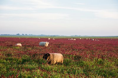 Wanderungen vorbei an Schafen und blühenden Gräsern
