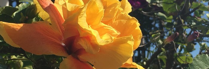 Madeira ist für seine bunte Blumenvielfalt bekannt