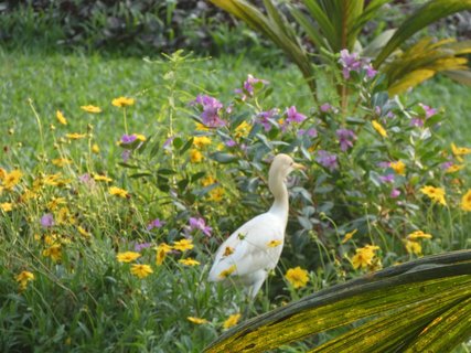 Der ursprüngliche Palmengarten lockt viele Tiere an