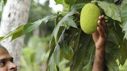 ayurveda-kuren-sri-lanka-ayurvie-weligama-resort-kloster-bimbarayama-garten-fruechte Früchte im Bimbarayam Klostergarten nahe beim Ayurvie