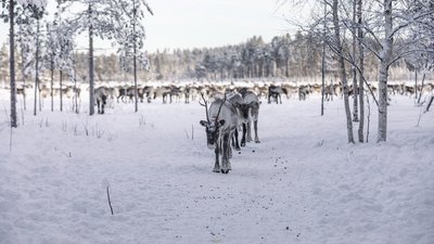 Lernen Sie die heimischen Tiere in Schweden kennen