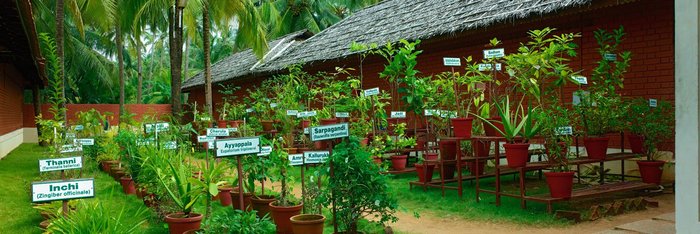 Genießen Sie frische Kräuter aus dem eigenen Garten im Nattika Beach Resort