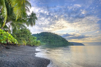 Palmen am Pazifikstrand
