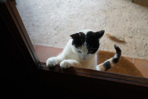 Unsere Finca-Katze ist immer für eine Streicheleinheit zu haben
