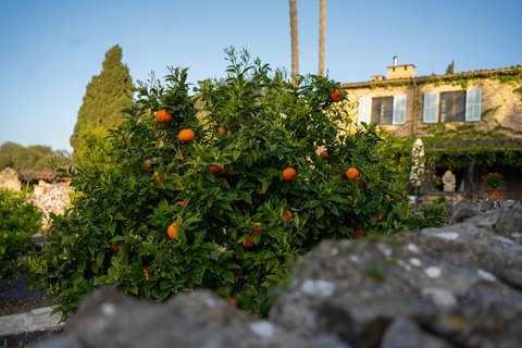 Genießen Sie leckere Orangen aus dem eigenen Garten