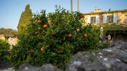 yoga-reisen-spanien-mallorca-finca-son-mola-vell-garten-orangen-busch Genießen Sie leckere Orangen aus dem eigenen Garten