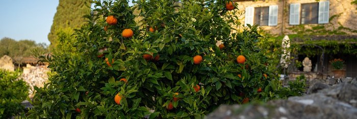 Genießen Sie leckere Orangen aus dem eigenen Garten