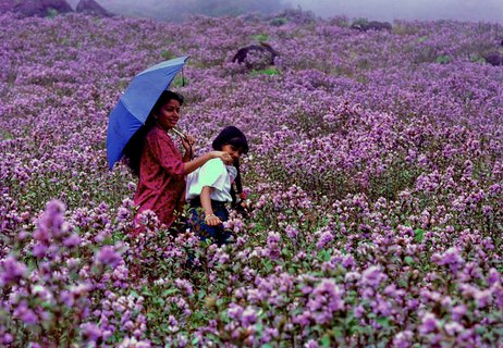 Neelakurunji Blüte 2006