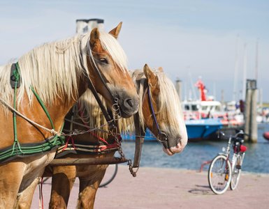 Pferdekutsche auf Baltrum