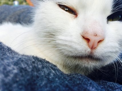 Die Katzen fühlen sich pudelwohl auf der Yoga Finca Son Mola Vell auf Mallorca 