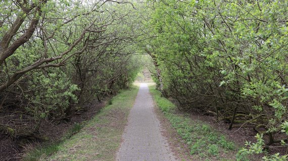 Die ruhige Natur Baltrums lädt zu gemütlichen Spaziergängen ein