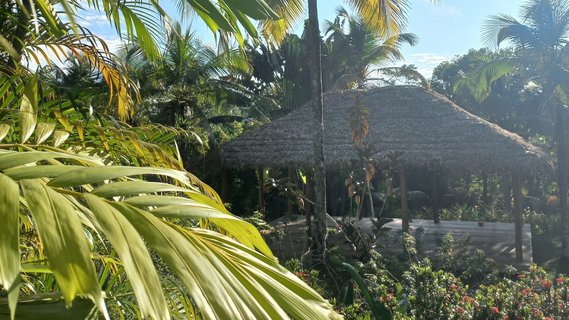Palmen Garten in der Villa Safira