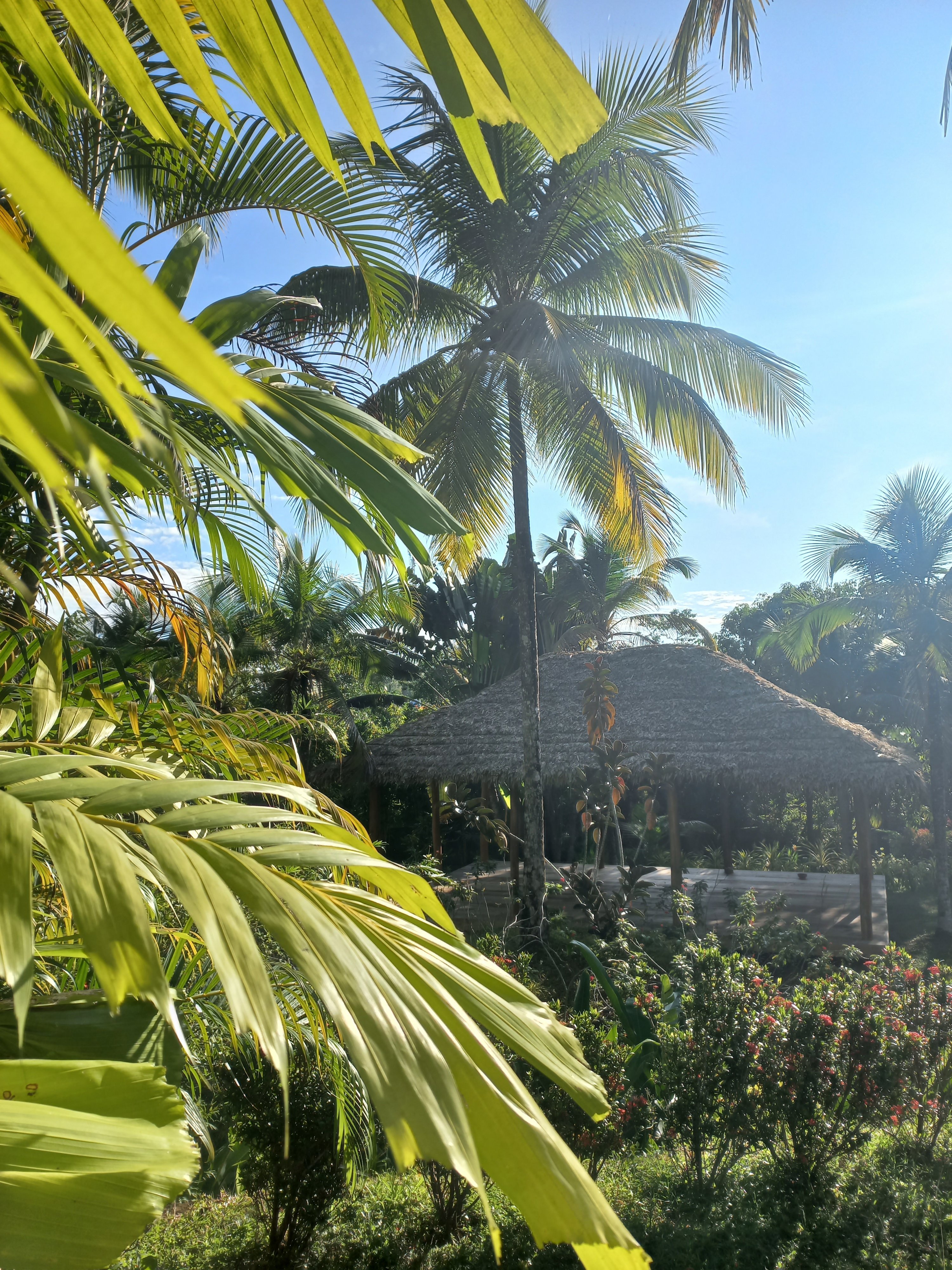 Palmen Garten in der Villa Safira