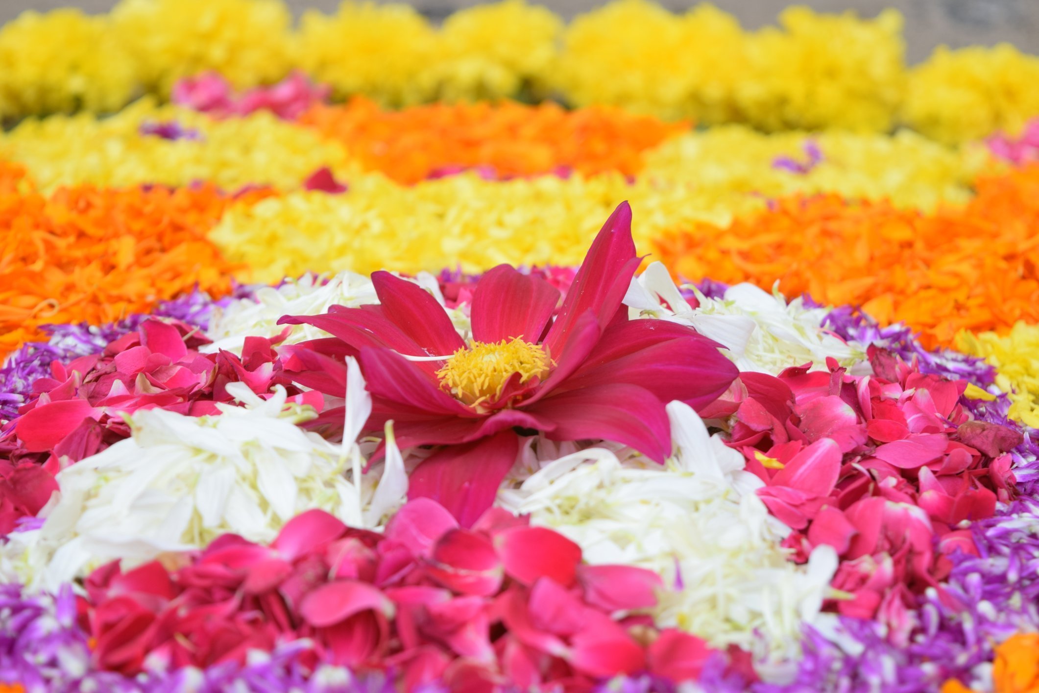 indien-festival-onam-blumen-mandala Bunte Mandalas aus Blumen beim Onam Festival in Indien
