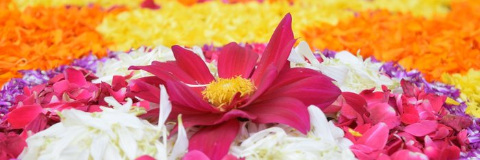 Bunte Mandalas aus Blumen beim Onam Festival in Indien