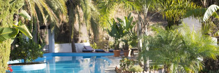 Ein Swimming-Pool mit Palmen 
