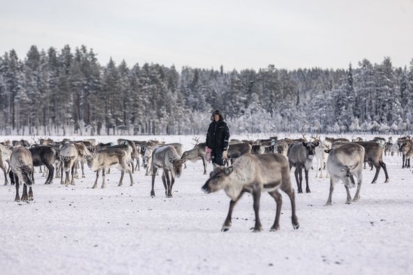 Rentiere im Schnee in Lappland