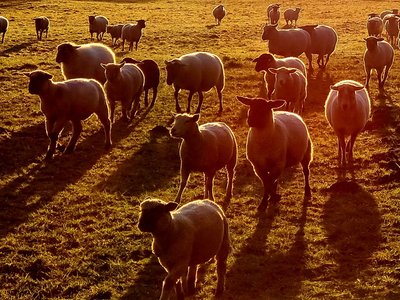 Die tierischen Bewohner des Sauerlandes