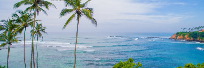 Hohe Palmen vor einer Bucht auf Sri Lanka