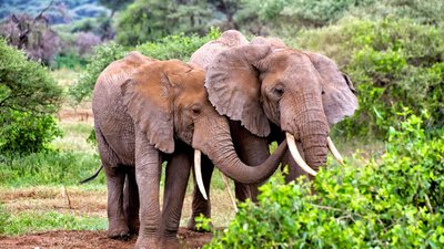 Mit Glück treffen Sie im Tarangire Nationalpark auf Elefanten