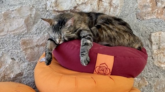 Eine Katze auf Kissen