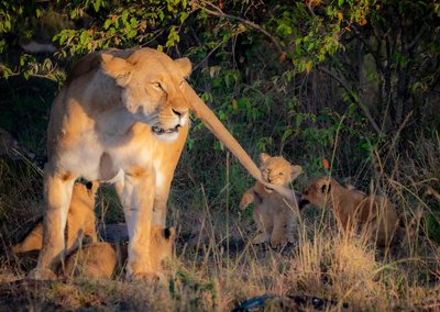 Eine Löwen Familie in Tansania