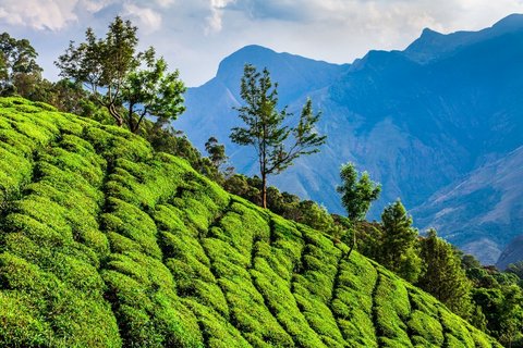 Das Grün der Teeplantagen in Indien leuchtet in der Sonne des Subkontinents