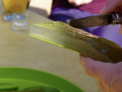Die Aloe Vera Pflanze wird vor Ihren Augen aufgeschnitten 