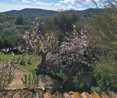 Schauen Sie von der Finca aus auf die Natur Mallorcas