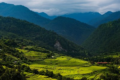 Satt grüne Wiesen im Punakha Tal