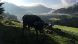yoga-urlaub-deutschland-allgaeu-bio-berghotel-ifenblick-natur Erleben Sie in Ihrem Yoga Urlaub den Charme des Allgäus