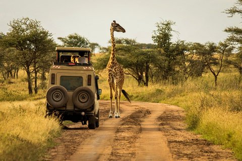 Eine Safari druch den Tarangire Nationalpark