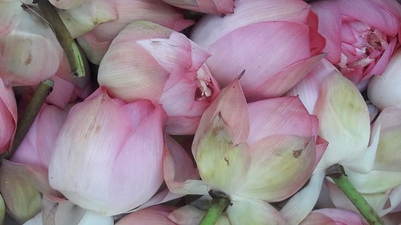 Wunderschöne Lotusblumen begleiten unsere Indienreise