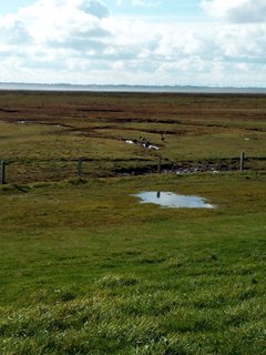 Grüne Landschaften auf der Insel Baltrum
