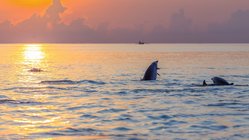 wellness-yoga-ayurveda-reisen-urlaub-indonesien-bali-holiway-garden-resort-and-spa-umgebung-ausfluege-delfine