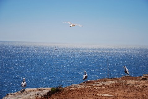 An der Algarve kann man Möwen beobachten, die sich in der Luft treiben lassen, während das Meer in der Sonne glitzert
