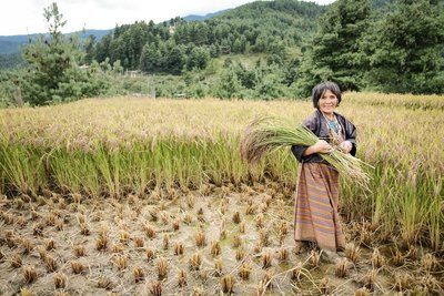 Begleiten Sie Menschen vor Ort wie zum Beispiel bei der Reisernte
