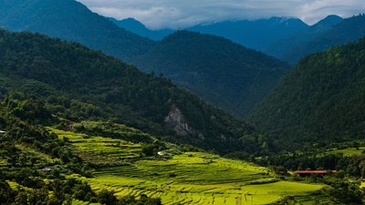 Satt grüne Wiesen im Punakha Tal