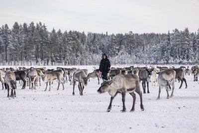 Die Rentiere im Schnee