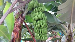 yoga-urlaub-portugal-madeira-hotel-estalagem-bananenstrauch Hier auf Madeira wachsen sogar Bananen.