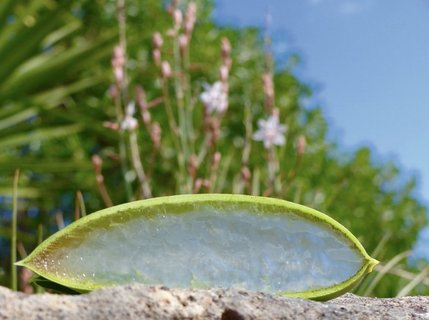 Das Gel der Aloe Vera Pflanze auf der Farm bei Santa Margalida auf Mallora 