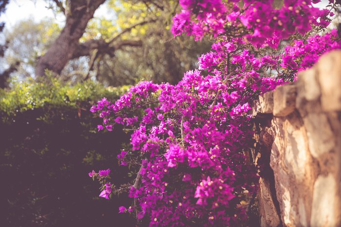 Blumen an einer Steinwand