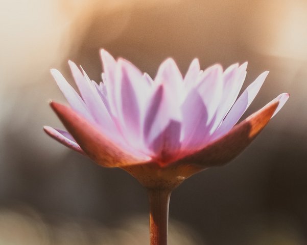 Eine rosane Lotusblüte