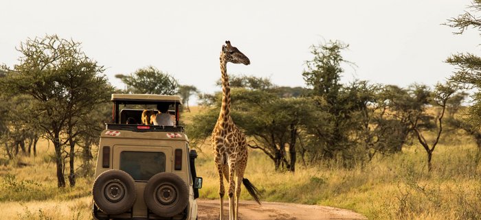 Eine Safari durch den Tarangire Nationalpark