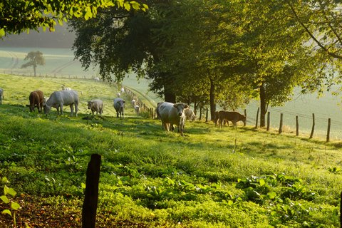 Eine grüne Weide mit Vierbeinern welche das Gras fressen
